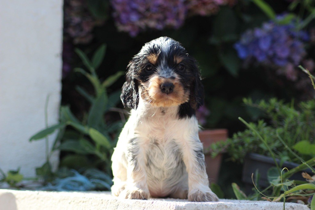 des Landes d'Araize - Chiot disponible  - Cocker Spaniel Anglais