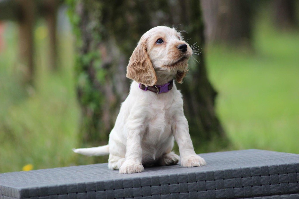 des Landes d'Araize - Chiot disponible  - Cocker Spaniel Anglais