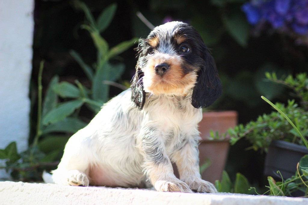 des Landes d'Araize - Chiot disponible  - Cocker Spaniel Anglais