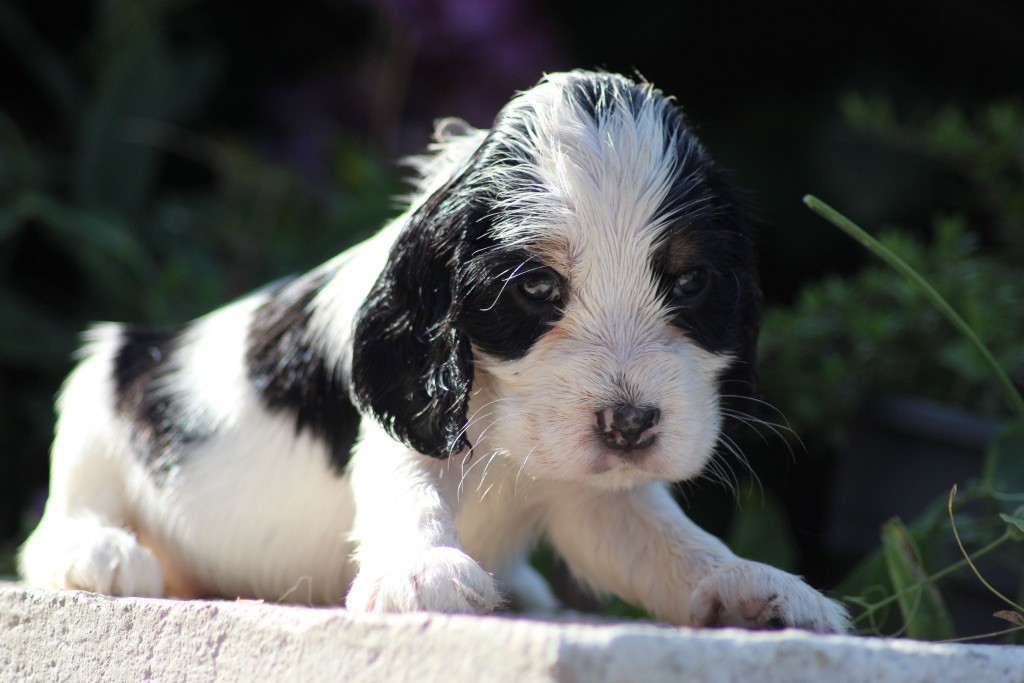 des Landes d'Araize - Chiot disponible  - Cocker Spaniel Anglais