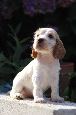 des Landes d'Araize - Cocker Spaniel Anglais - Portée née le 16/06/2024