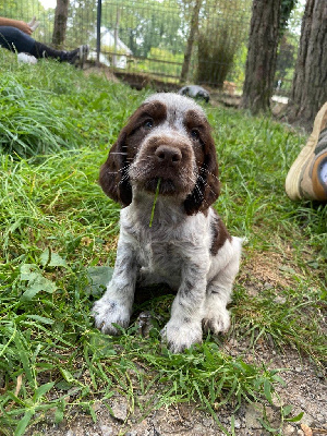 des Landes d'Araize - Cocker Spaniel Anglais - Portée née le 11/06/2024