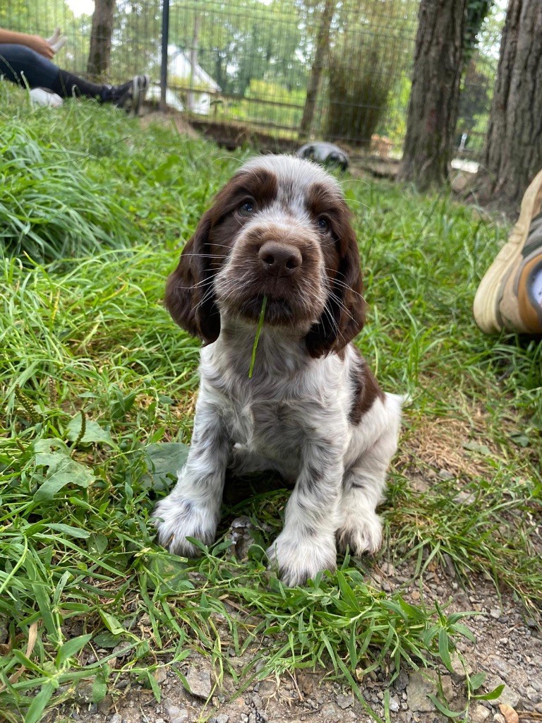 des Landes d'Araize - Chiot disponible  - Cocker Spaniel Anglais