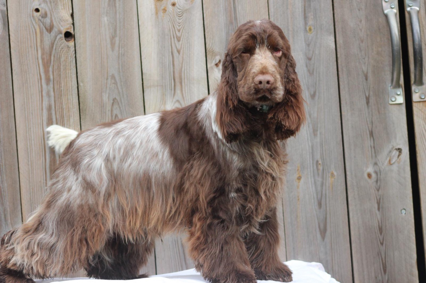 Vicomte Gaston de la rivière d'opale