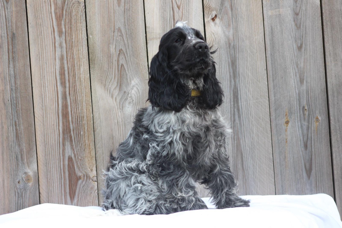 Absolut Britney Des Terres De Beaulieu