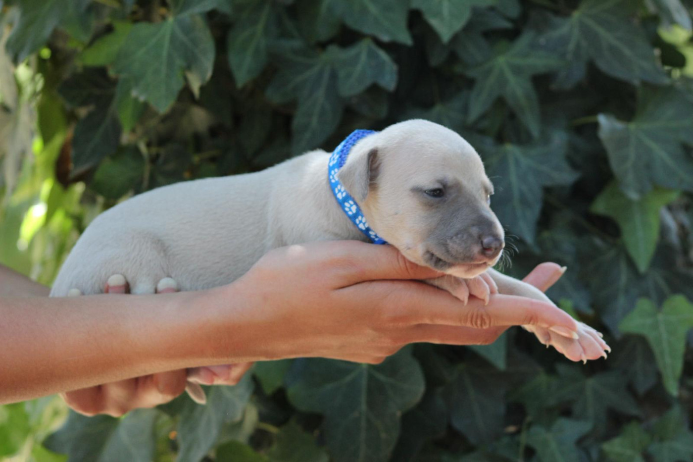 des Landes d'Araize - Chiots disponibles - Whippet