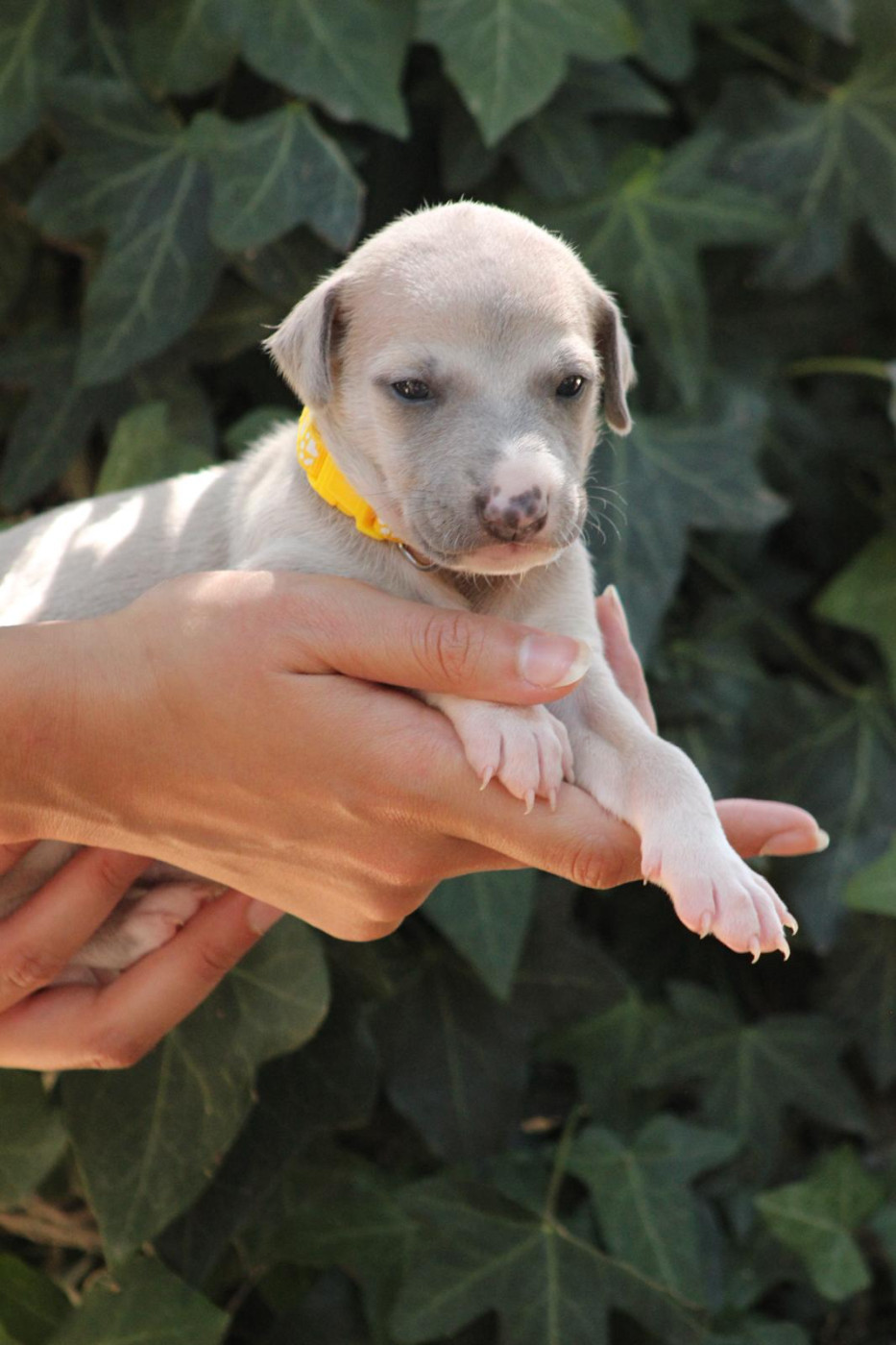 des Landes d'Araize - Chiots disponibles - Whippet