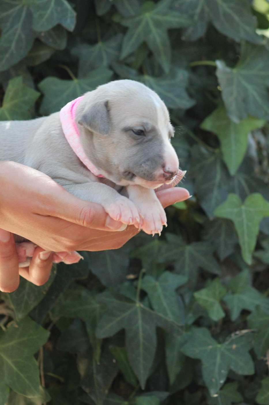 des Landes d'Araize - Chiots disponibles - Whippet