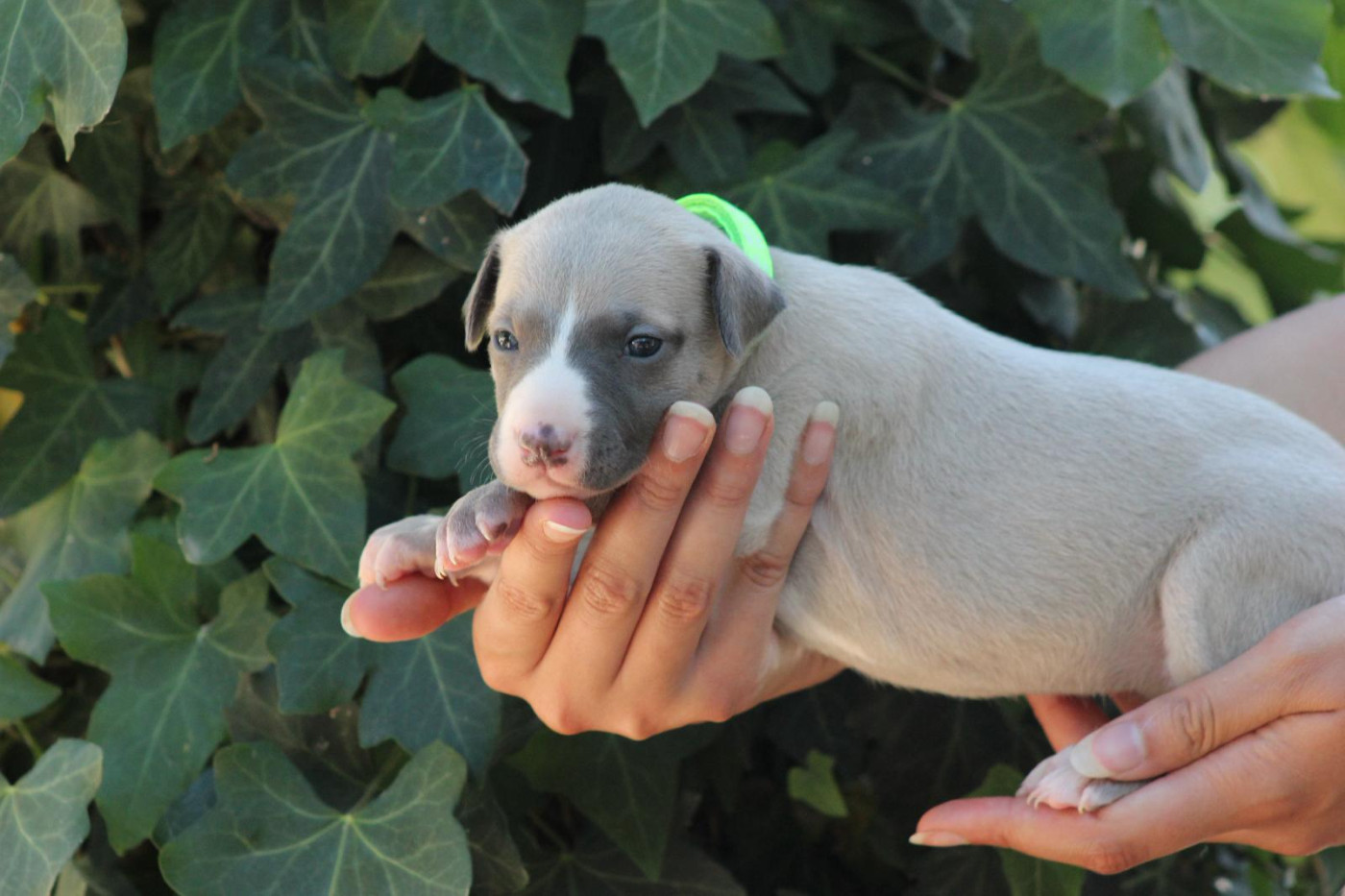 des Landes d'Araize - Chiots disponibles - Whippet