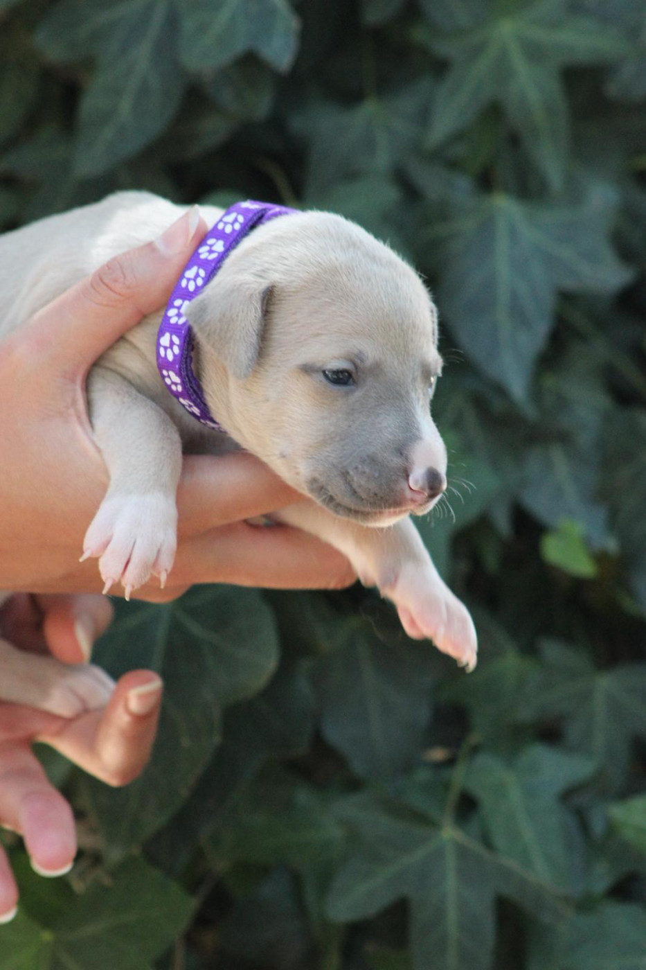 des Landes d'Araize - Chiots disponibles - Whippet