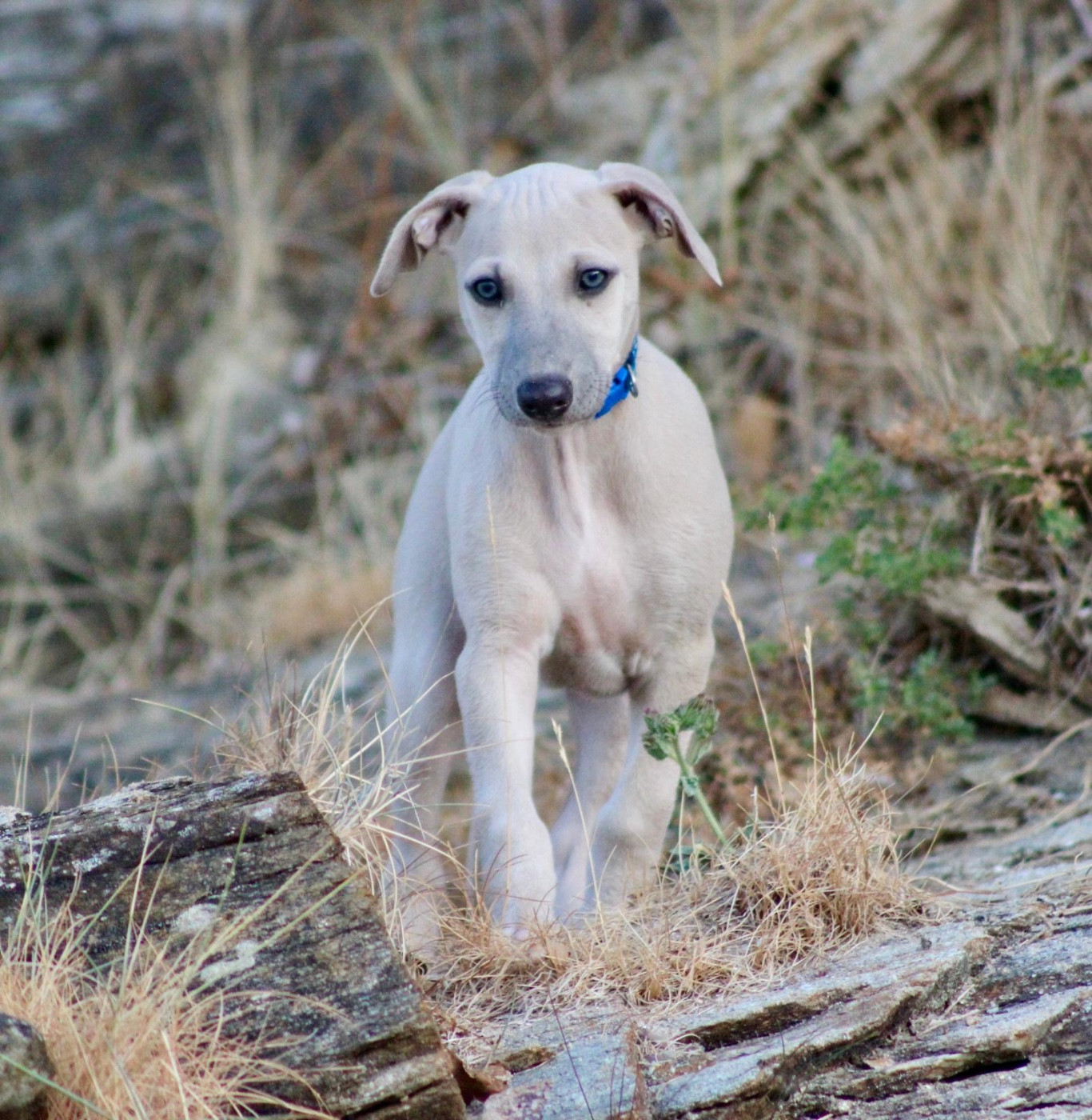 des Landes d'Araize - Chiots disponibles - Whippet