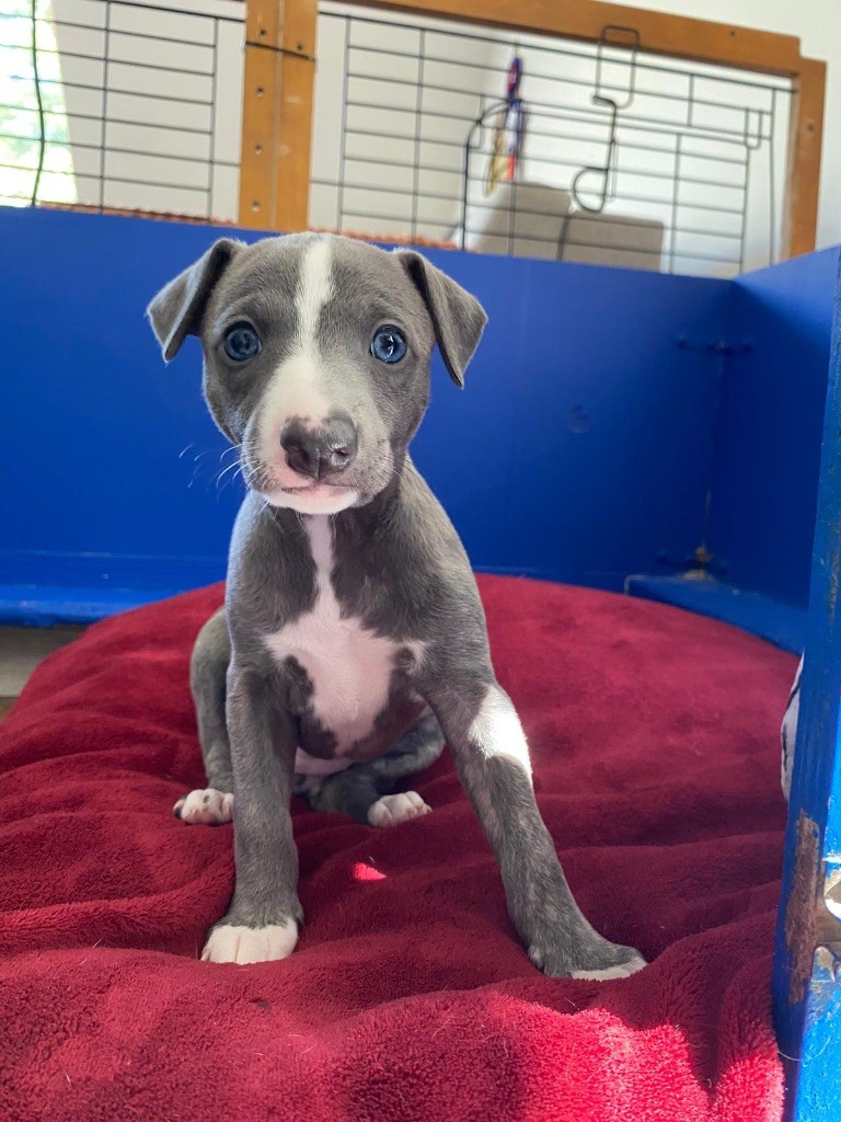 des Landes d'Araize - Chiots disponibles - Whippet