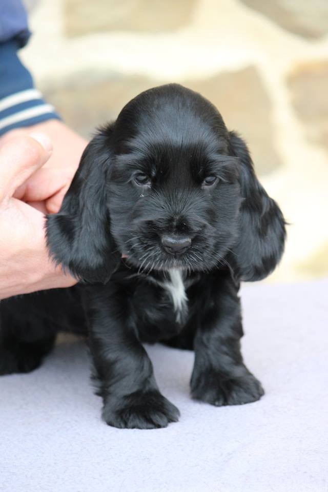 des Landes d'Araize - Cocker Spaniel Anglais - Portée née le 13/02/2018