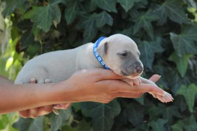 Chiot N°1