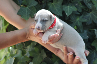 Chiot N°2