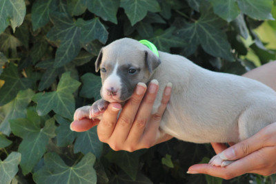 Chiot N°5
